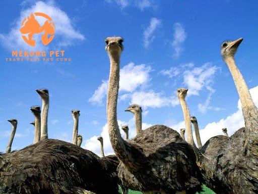 Tìm Hiểu Đà Điểu Giống: Nguồn Gốc, Đặc Điểm, Cách Nuôi, Giá Bán, Nơi Bán